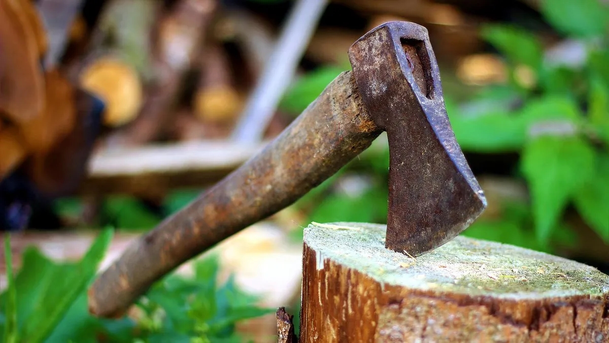 Ile można zarobić na 1 ha lasu? Zaskakujące fakty i możliwości